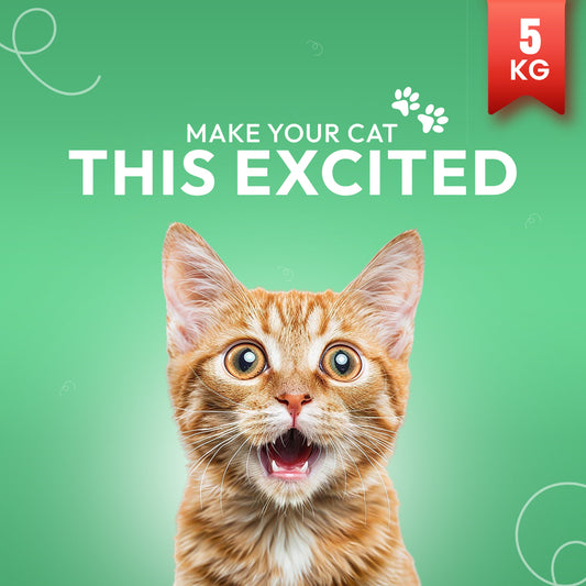 Morsus Adult Cat Food (1+ year)- Chicken Flavour 5kg Bucket