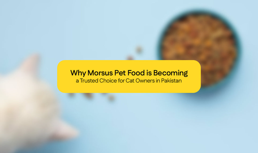 Why Morsus Pet Food is Becoming a Trusted Choice for Cat Owners in Pakistan