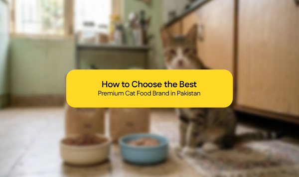 How to Choose the Best Premium Cat Food Brand in Pakistan