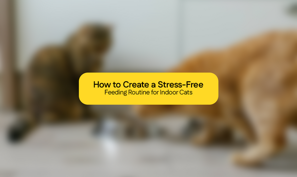 How to Create a Stress Free Feeding Routine for Indoor Cats