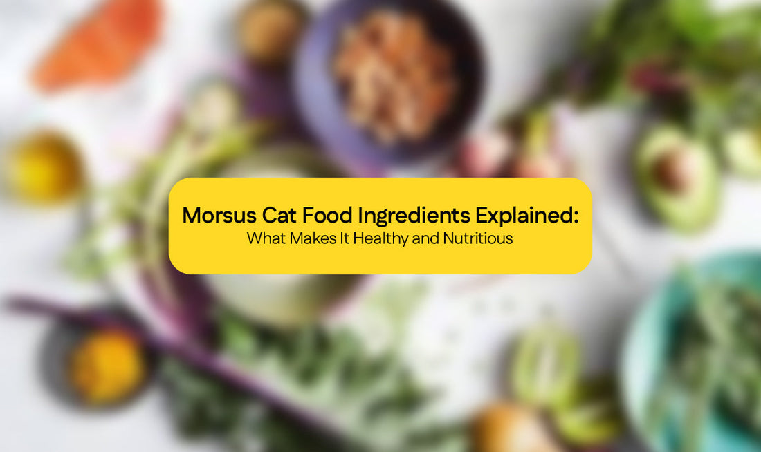 Morsus Cat Food Ingredients Explained: What Makes It Healthy and Nutritious