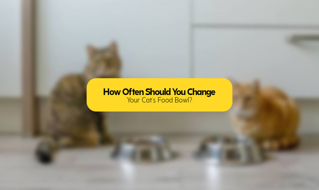 How Often Should You Change Your Cat’s Food Bowl?