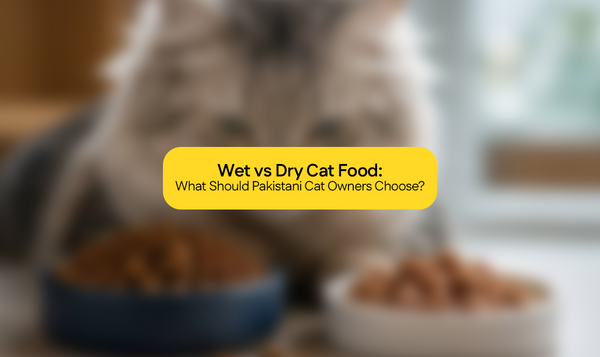 Wet vs Dry Cat Food: What Should Pakistani Cat Owners Choose?