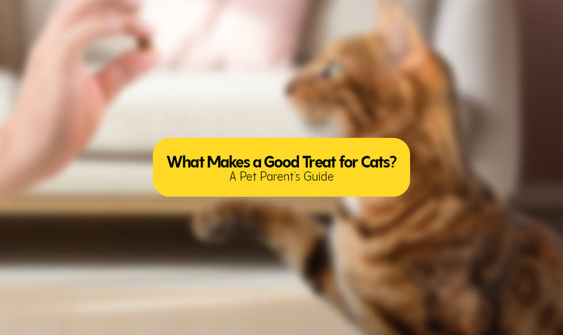What Makes a Good Treat for Cats? A Pet Parent’s Guide