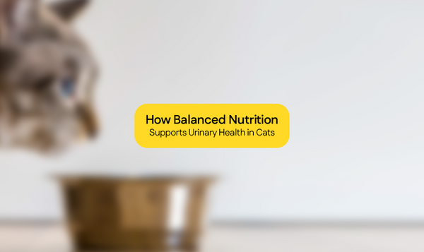 How Balanced Nutrition Supports Urinary Health in Cats