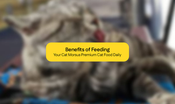 Benefits of Feeding Your Cat Morsus Premium Cat Food Daily