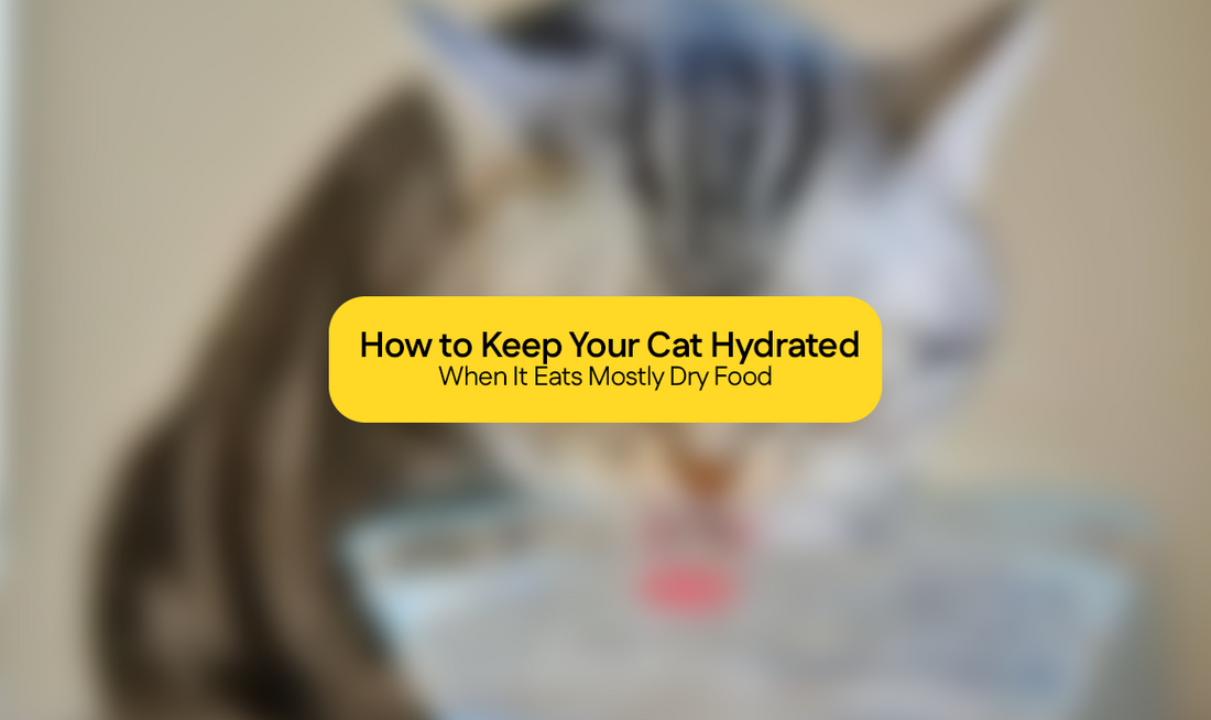 How to Keep Your Cat Hydrated When It Eats Mostly Dry Food