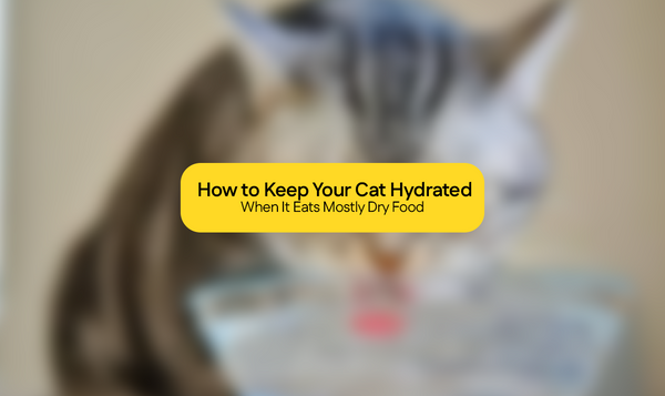How to Keep Your Cat Hydrated When It Eats Mostly Dry Food