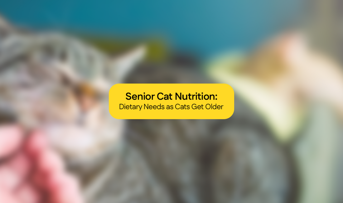 Senior Cat Nutrition: Dietary Needs as Cats Get Older
