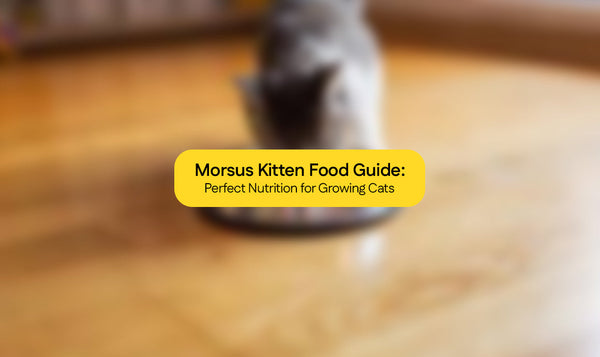 Morsus Kitten Food Guide: Perfect Nutrition for Growing Cats