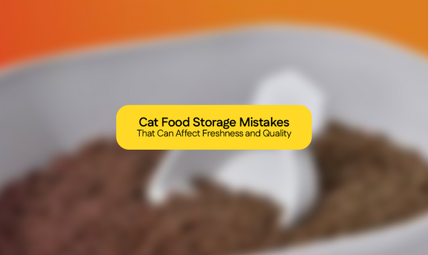 Cat Food Storage Mistakes That Can Affect Freshness and Quality