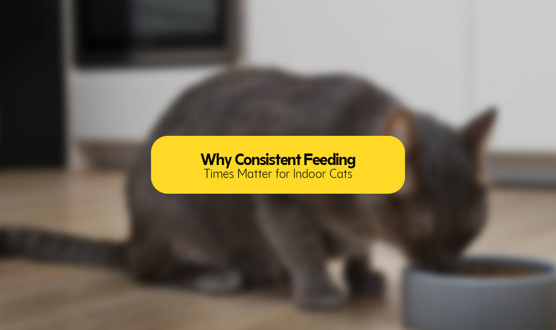 Why Consistent Feeding Times Matter for Indoor Cats