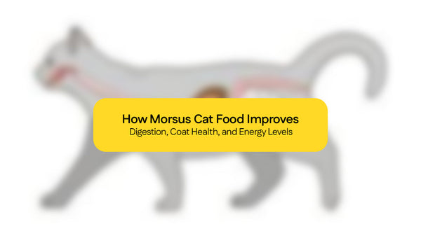 How Morsus Cat Food Improves Digestion, Coat Health, and Energy Levels