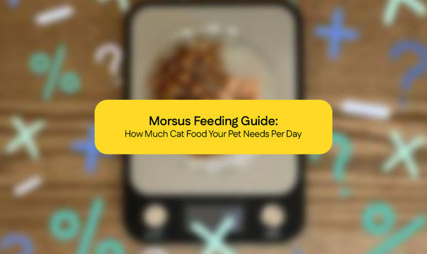 Morsus Feeding Guide: How Much Cat Food Your Pet Needs Per Day